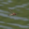 IMG_9797_Epitheca_bimaculata